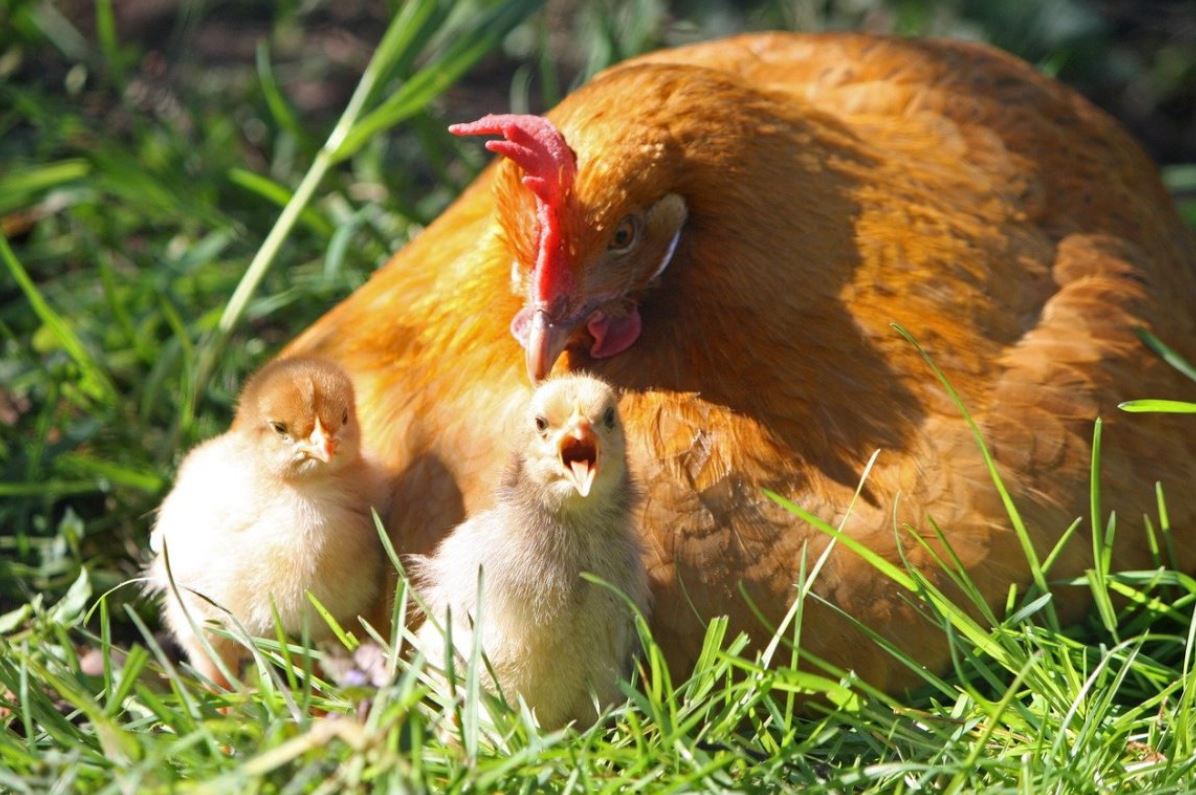Стоит ли дополнительно обогревать цыплят под курицей?