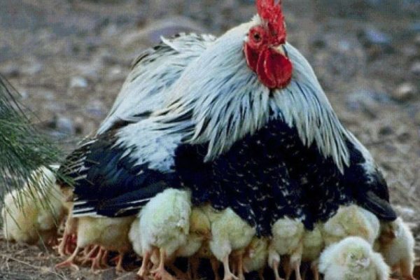 Почему одна курица принимает цыплят, а другая может убить?