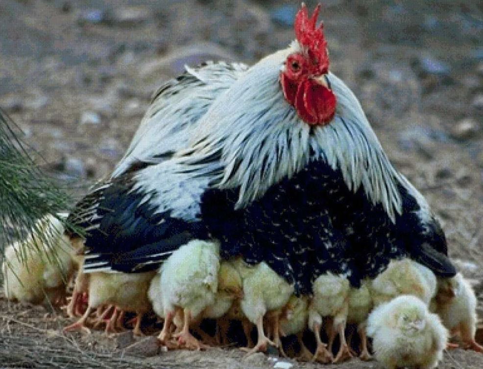 Почему одна курица принимает цыплят, а другая может убить?